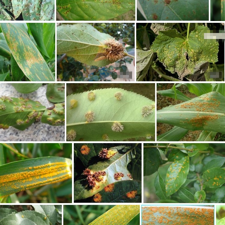 梨树锈病黑星病白粉病炭疽病果树剂花卉药剂柑橘沙皮病腈菌唑50g