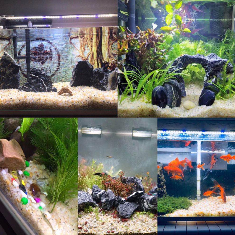 鱼缸低沙石水晶沙鱼缸底砂造景沙石天然河沙铺底水族装饰黄金沙溪流