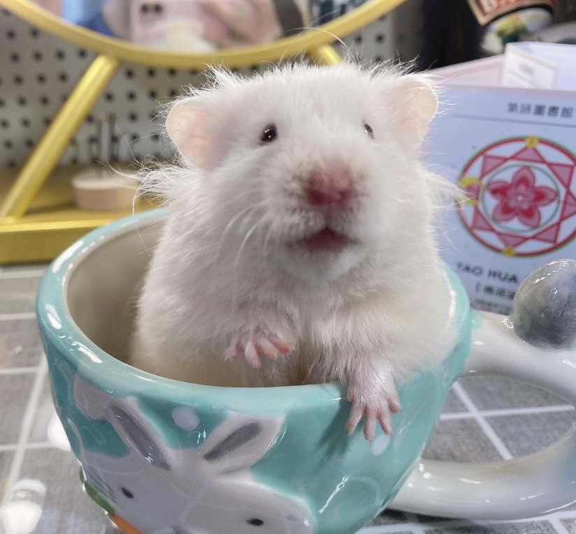 ajaj长毛仓鼠活物稀有金丝熊一对已做检疫白熊米熊黑熊奶牛虎纹熊活体