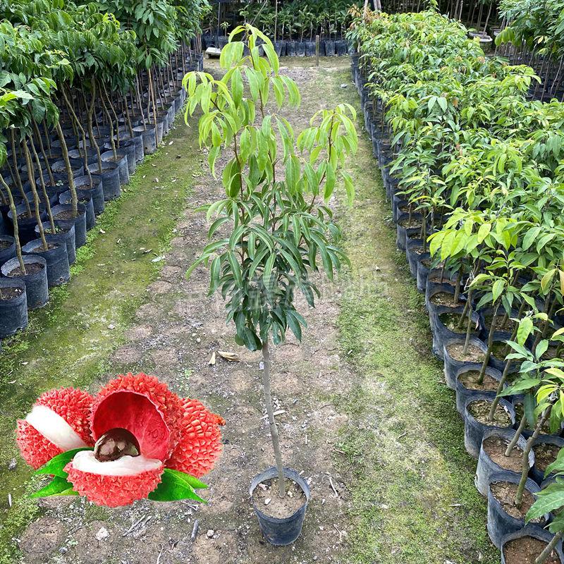 广州发货嫁接名贵仙进奉树苗增城挂绿荔枝苗桂花香荔枝果树苗 嫁接