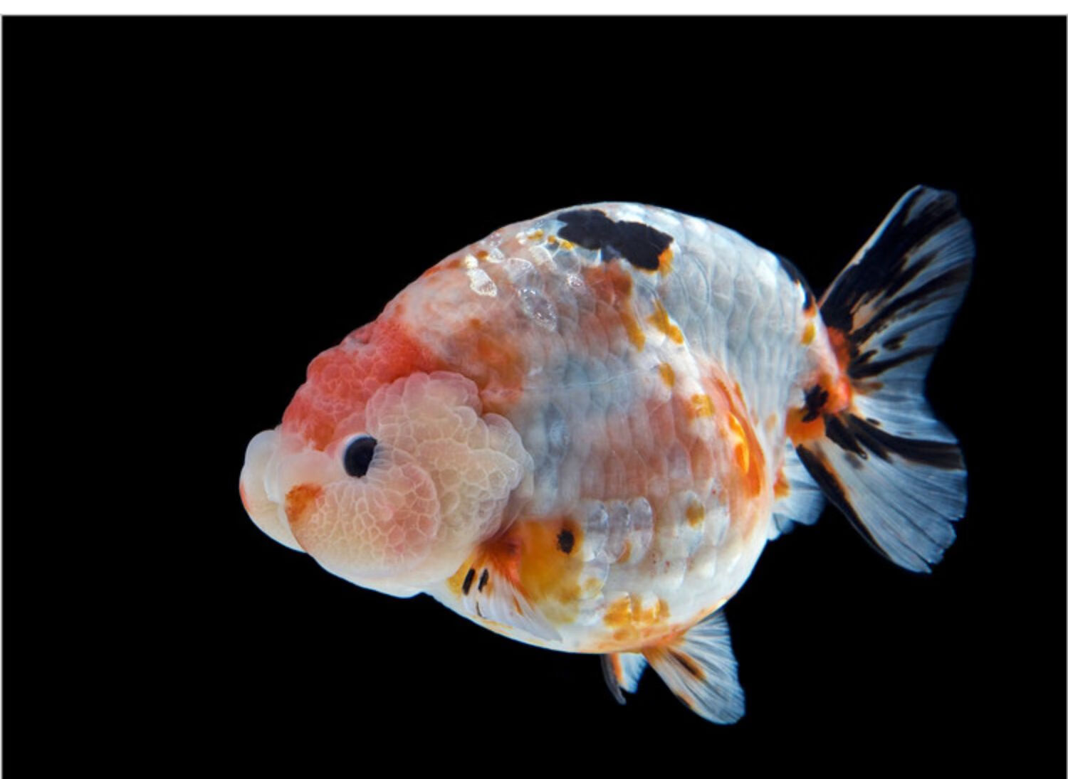 潘氏奶牛国粹金鱼观赏鱼包活好养活鱼苗水墨玉兔67cm精品随机兰寿1条