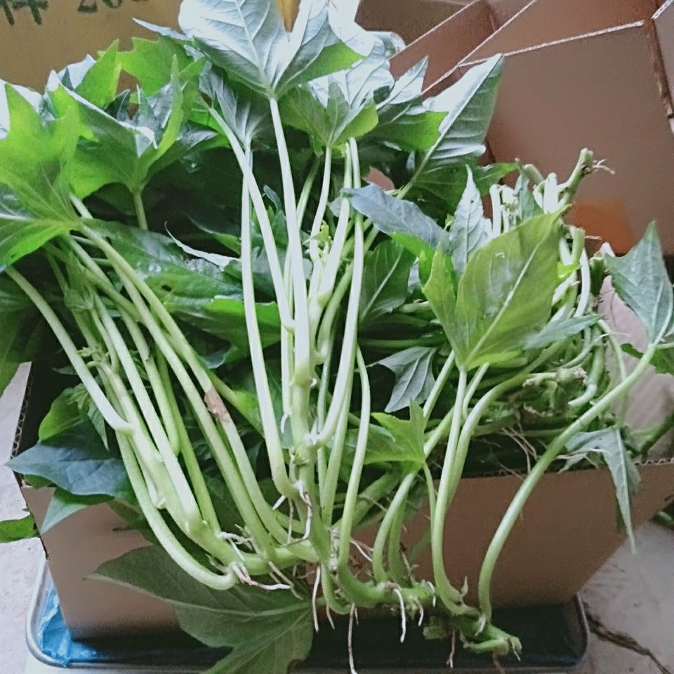 槿骁不长红薯老品种五叉叶专吃叶子红薯叶种苗食叶型红苕尖好苗易成活