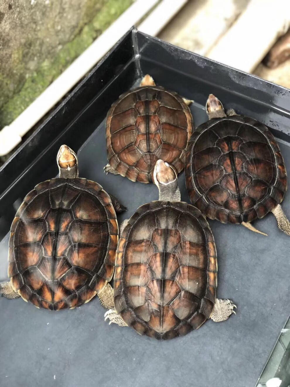 泰隆齐金钱龟活龟正宗纯种石金钱龟南种石龟活体宠物观赏水龟饲料龟粮