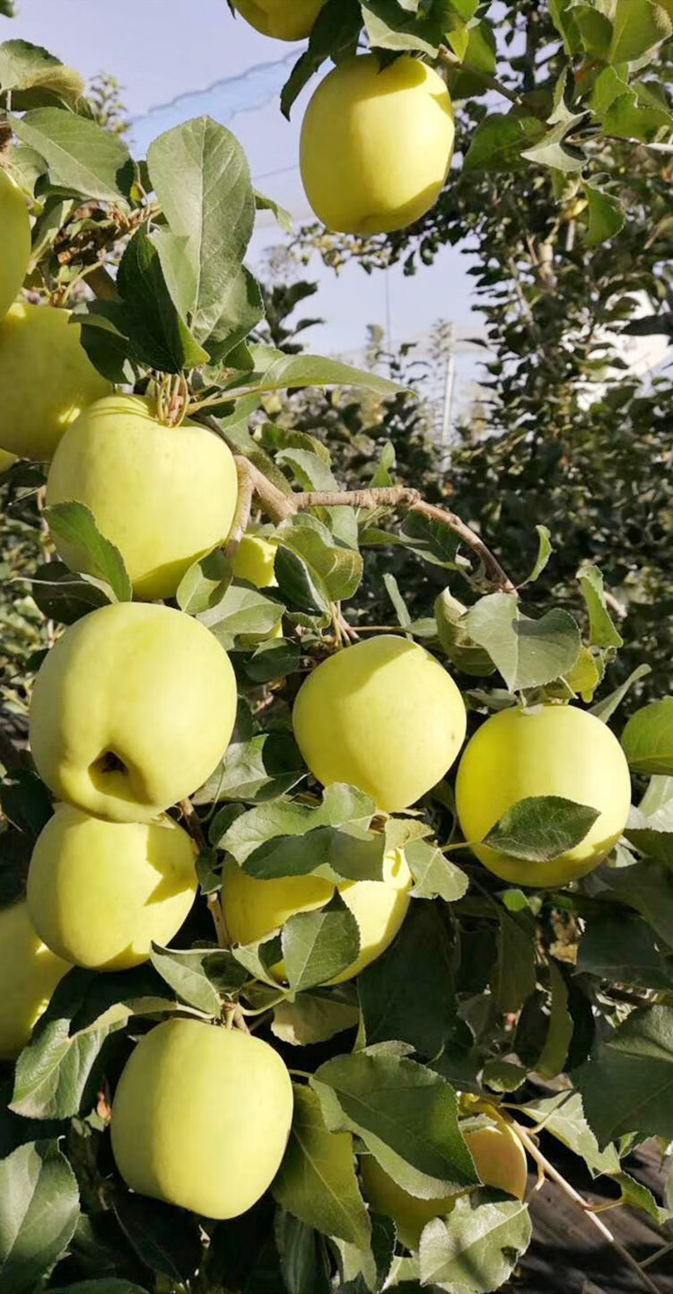 森菓山-【顺丰 可选礼盒】陕西瑞雪苹果 脆甜爽口清香美味当季水 11枚