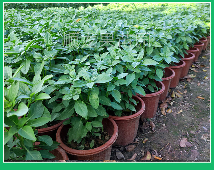 食用九层塔苗金不换盆栽 罗勒兰香子苗南北方种植 三杯鸡调料香叶 朵