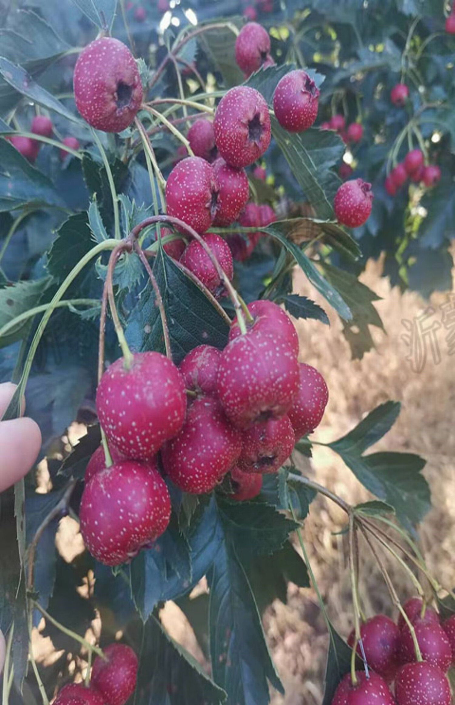 源外园山东沂蒙甜红子山楂水果新鲜小山楂山里红偏甜口面糯红心自家