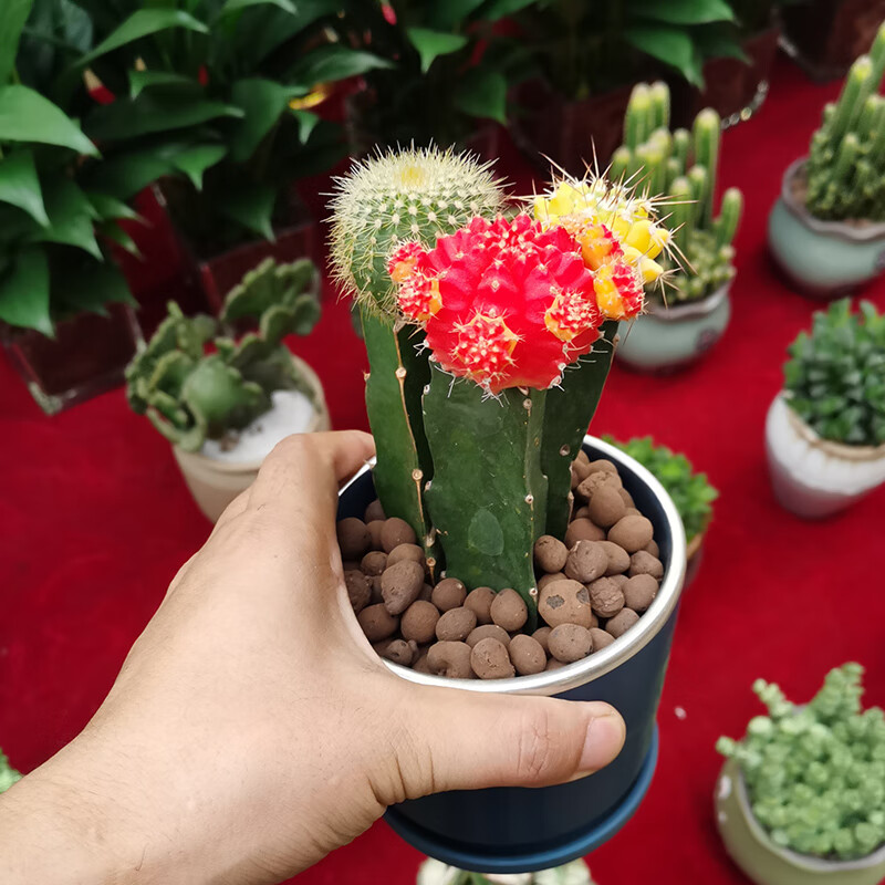 黄金万年草多肉植物小盆栽室内四季易活肉肉老桩蒂亚佛珠花卉绿植