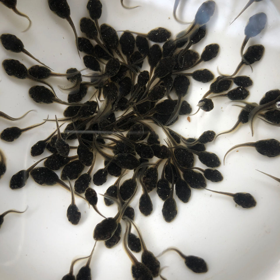 蝌蚪活体儿童宠物青蛙小蝌蚪批发幼儿园苗牛蛙买就送包活水族观赏一袋