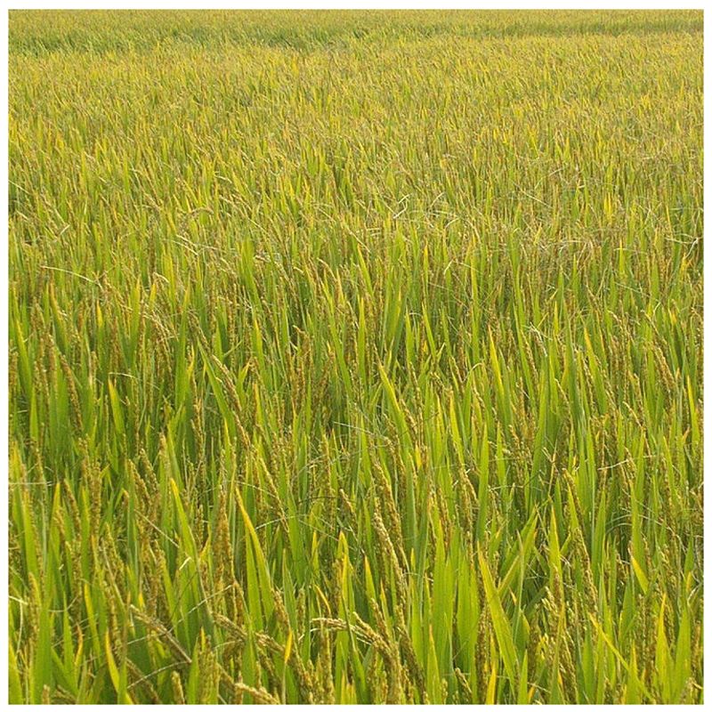 亩产千斤 籼稻 洛稻998 稻谷种子直播稻常规稻 郑旱9号-500克【图 