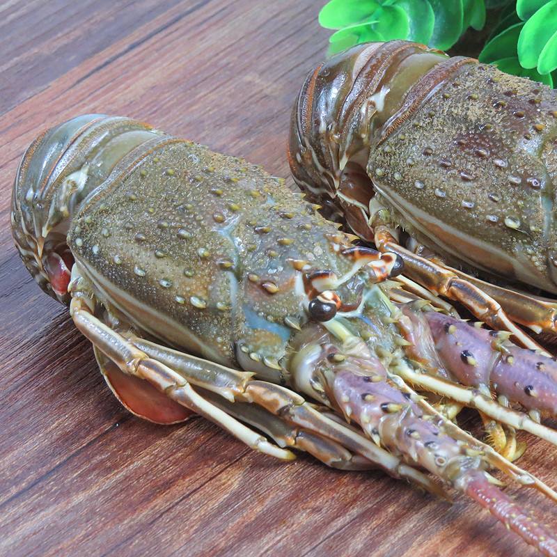 鲜誉鲜龙虾鲜活大龙虾小青龙东山小青龙虾大龙虾200600