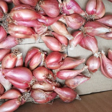 广东干葱头毛葱 小红葱头 生鲜小香葱头种子可做油葱酥卤肉饭 5斤