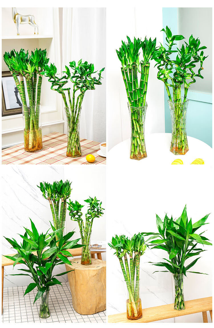 富贵竹水养水培植物转运竹室内绿植花卉客厅办公室观音竹盆栽开运竹6