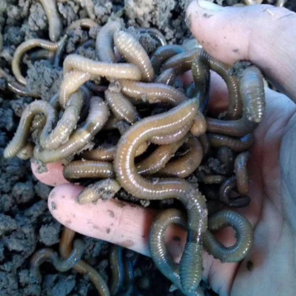 活饵蚯蚓鱼饵黑蚯蚓活体蚯蚓黄鳝大青钓鱼小蚯蚓活鲜活渔具特大号蚯蚓