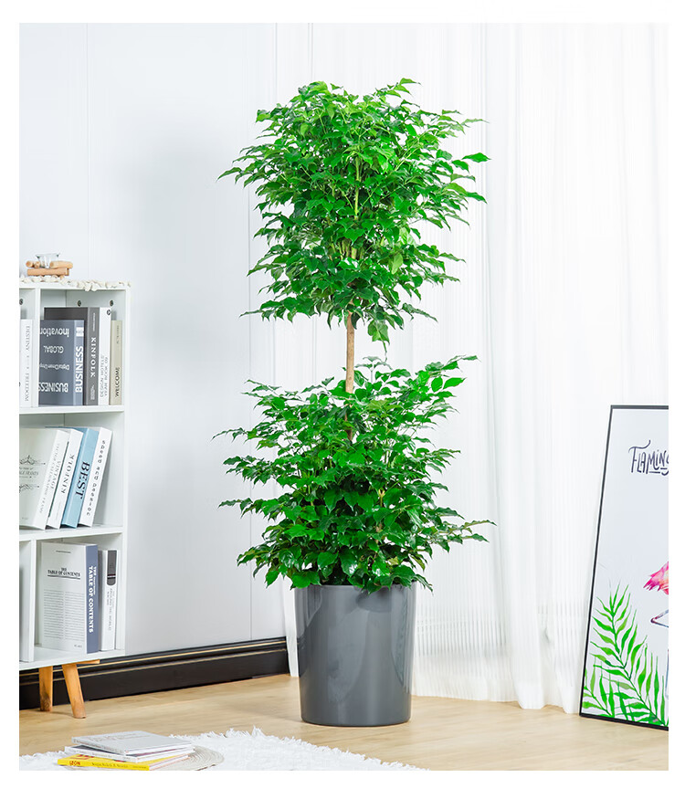 棒棒糖绿宝幸福树盆栽室内阳台大型绿植大叶观叶网红净化空气植物