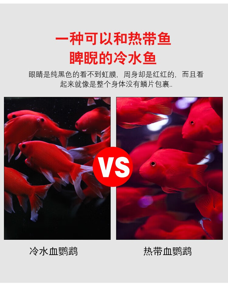 活体宠物水族观赏鱼冷水血鹦鹉发财鱼葡萄眼黑眼草金好养金鱼红草金风水鱼活体冷水血鹦鹉10 13cm 一条 图片价格品牌报价 京东