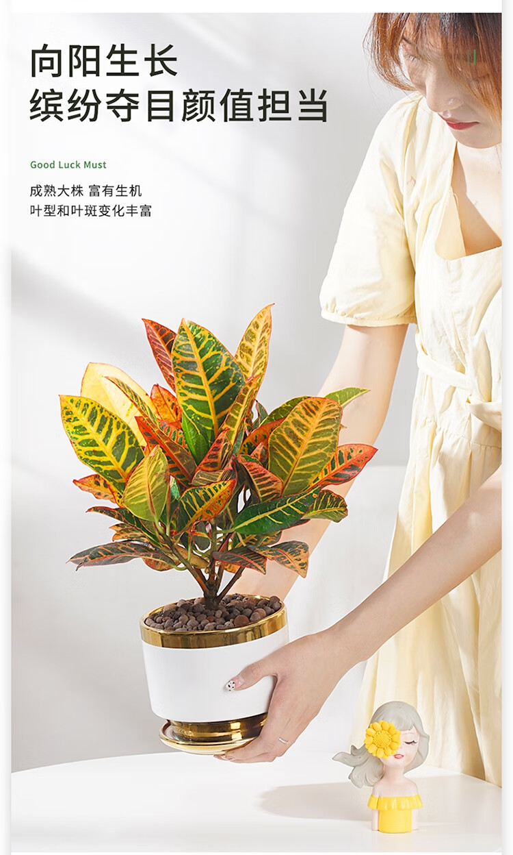 变叶木盆栽绿植花卉室内客厅七彩变色木好养水培净化空气美观招财 大