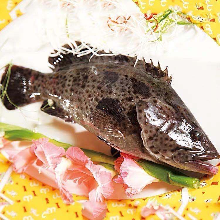 展志曼智深海石斑鱼鲜活石斑鱼石斑鱼冷冻珍珠斑鱼龙胆老虎斑(1-2斤)