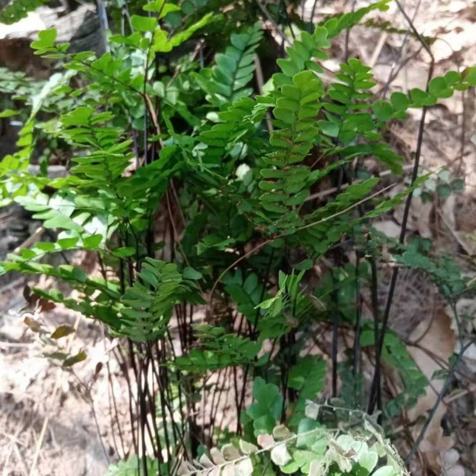 2022新 款可狄(kedi)天然野生新鲜湿品乌脚芼乌骨芼 铁骨芼乌脚枪乌骨