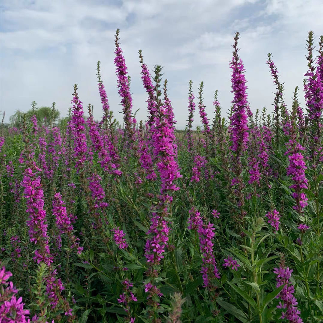 磐阙上新花苗水生植物千屈菜宿根花卉耐寒耐旱四季易种花卉工程绿化