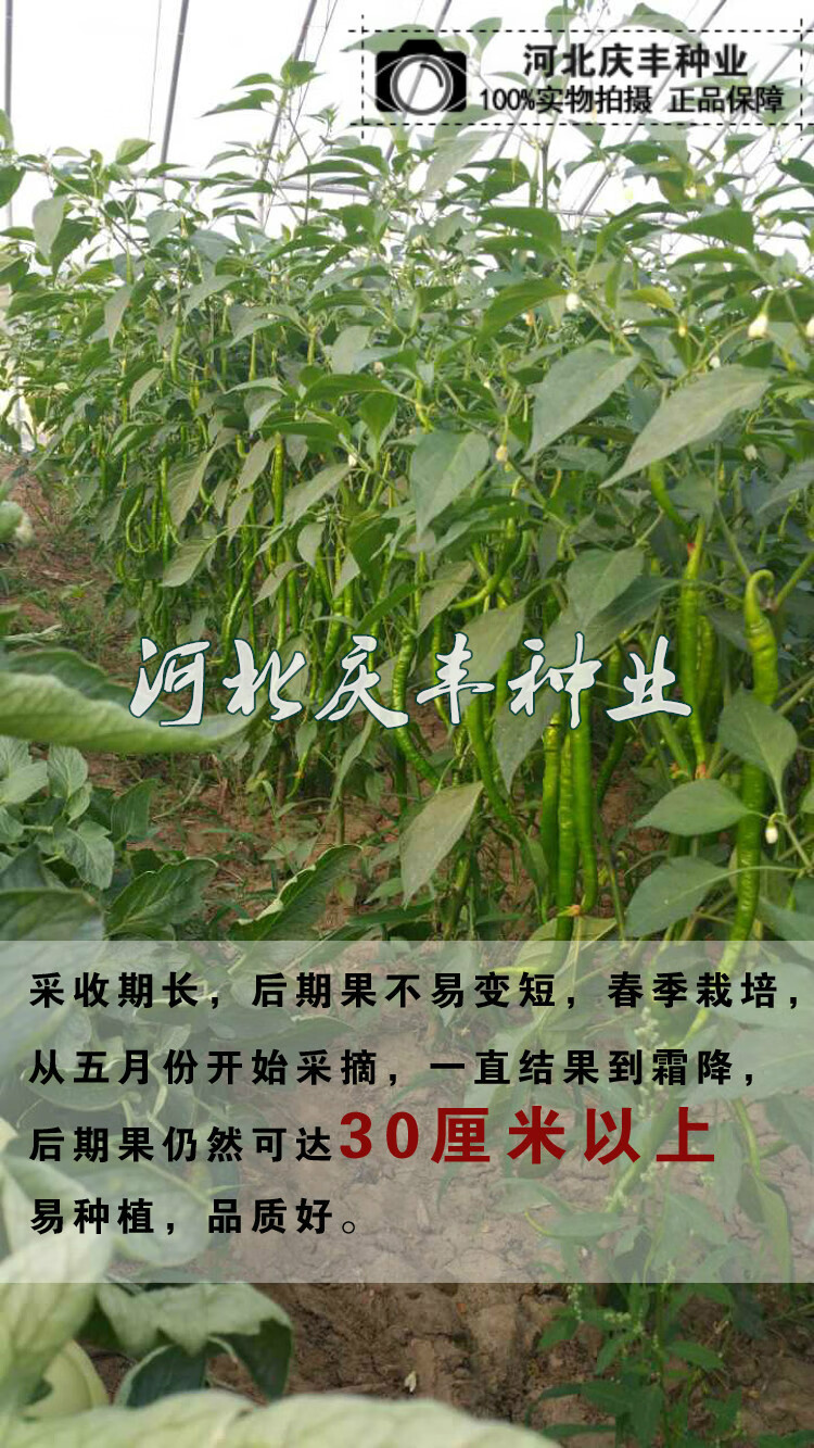 336长果线椒种子抗病辣椒籽浓香杭椒春季秋季高产果长40-50cm 336/约