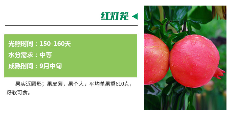 软籽石榴树种植方法