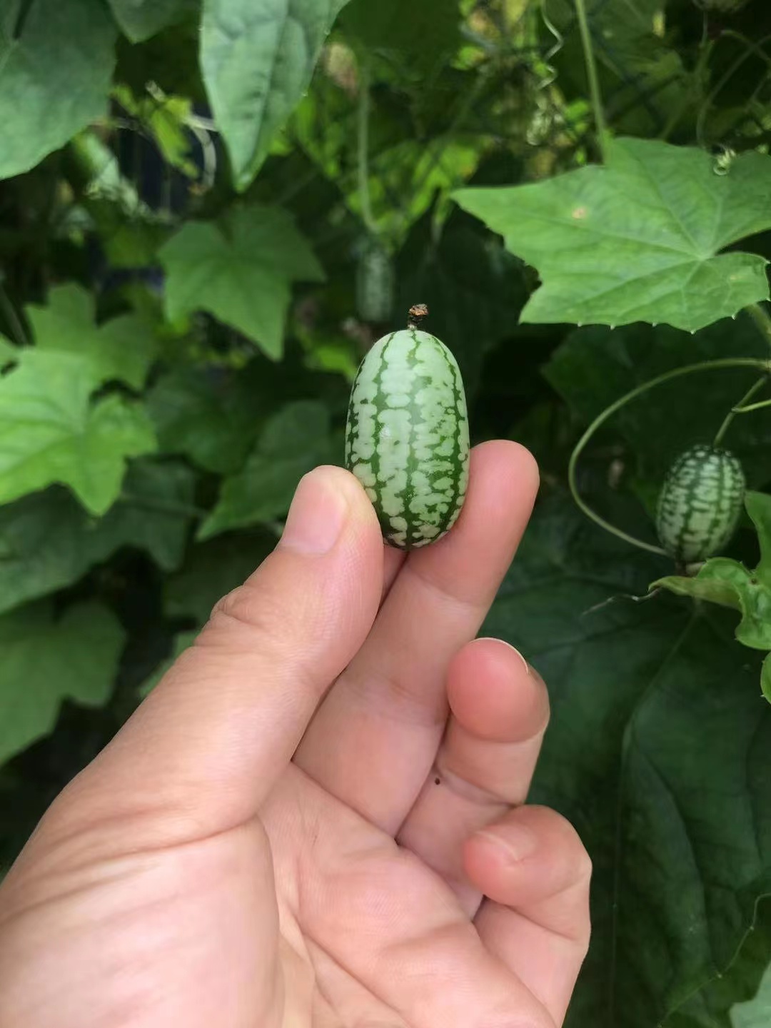 特色拇指西瓜迷你网红小西瓜佩普基诺当季新鲜孕妇水果250g