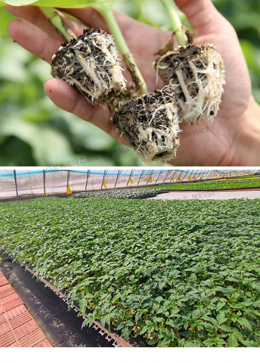 boussac 贝贝南瓜苗秧蔬菜苗幼苗大批量阳台菜苗专用种孑种植春季蔬菜