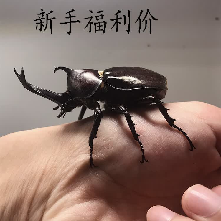 宠以沫 Chong Yimo 独角仙成虫宠物大个体甲虫活物活体12 12 12亚克力套餐 图片价格品牌报价 京东