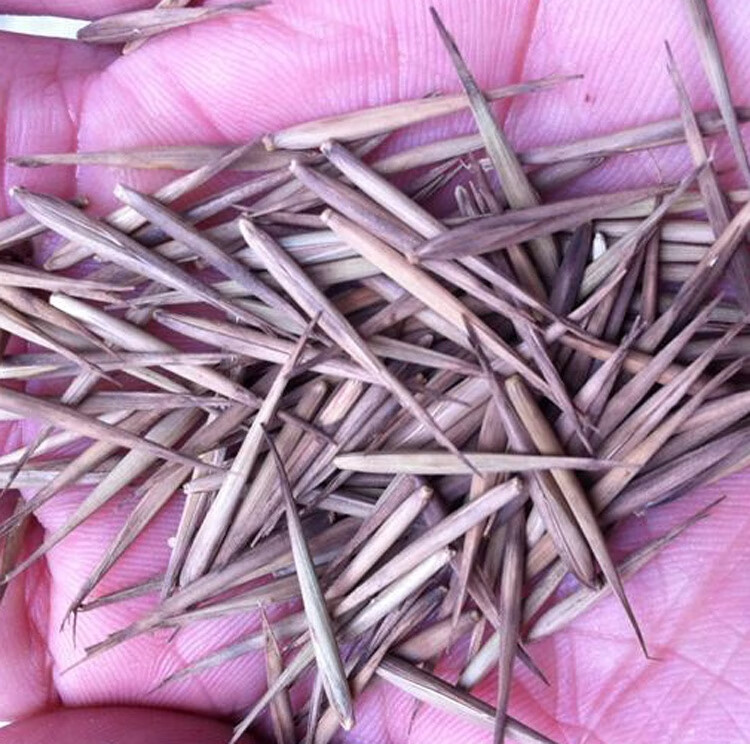 大型毛竹种子青竹苗籽楠竹刚竹种子四季竹子雷竹食用竹笋种子四季竹