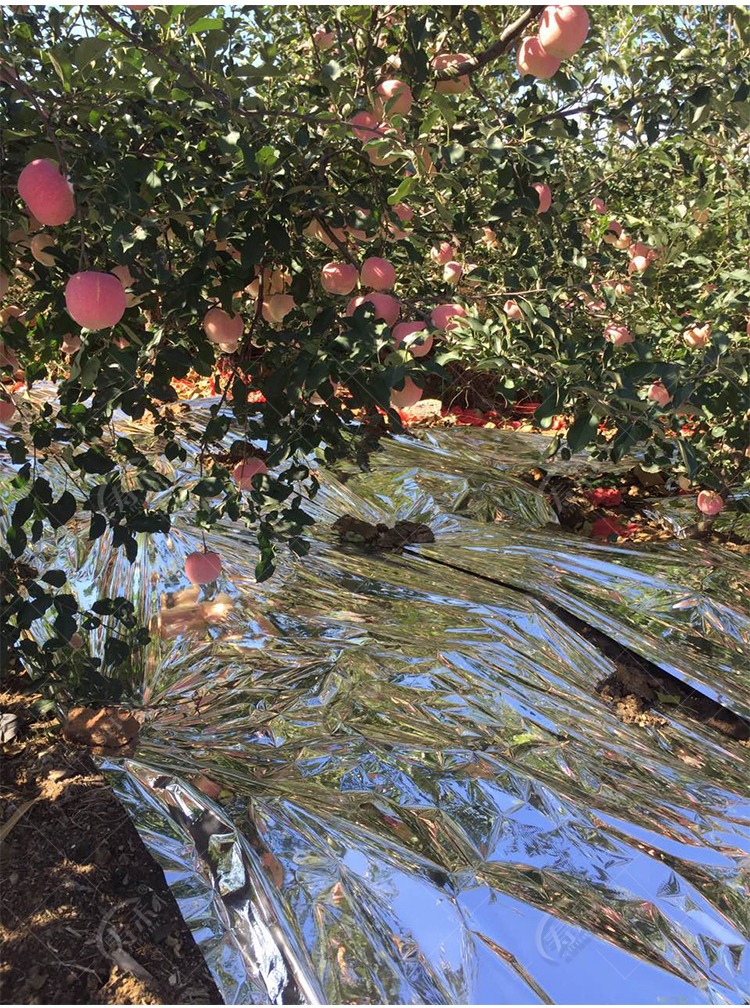 农用果树反光膜苹果地葡萄专用水果增色双面大棚温室增温果园地膜 宽1