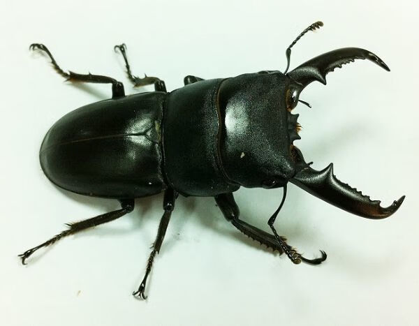 【京品严选】包活中华大扁锹甲虫天牛水牛宠物活体成虫昆虫锹甲虫活体