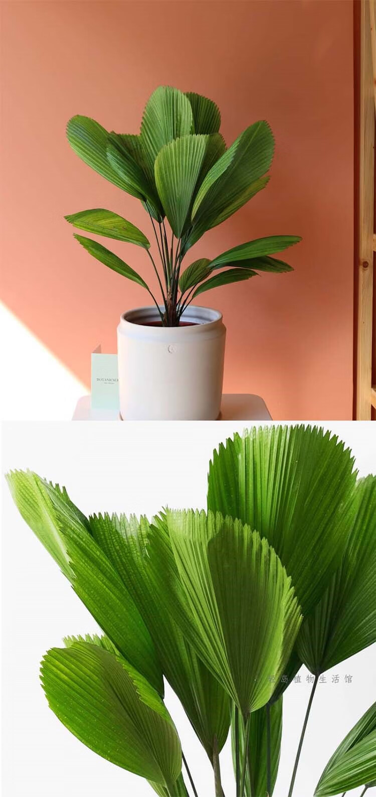 喜阴好养易活绿植isn风热带植物雨林 单叶圆叶轴榈2盆【9cm简易盆】