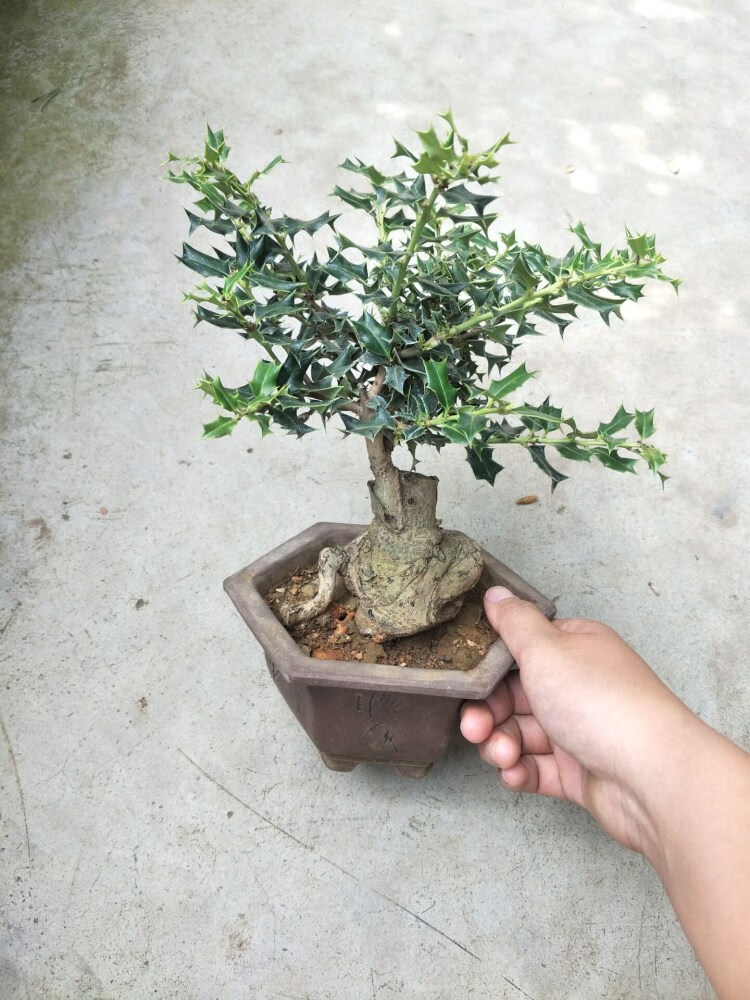 枸骨盆景小叶枸骨微型盆景鸟不宿猫儿刺小品树桩盆栽金玉满堂树桩