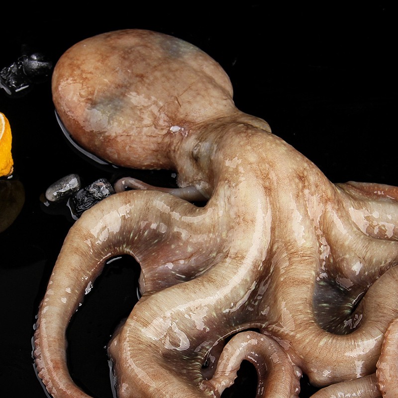恬女神长腿八爪鱼15kg