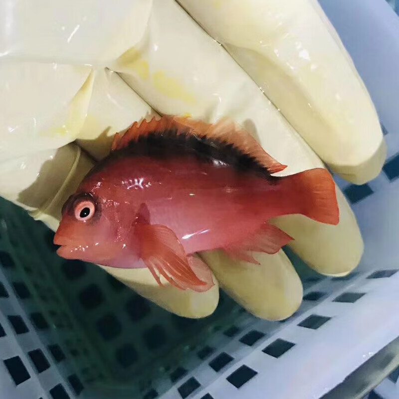 美国红鹰2b鱼 2b脸火焰鹰海水观赏鱼活体红色小鱼快递发货包活兴国海