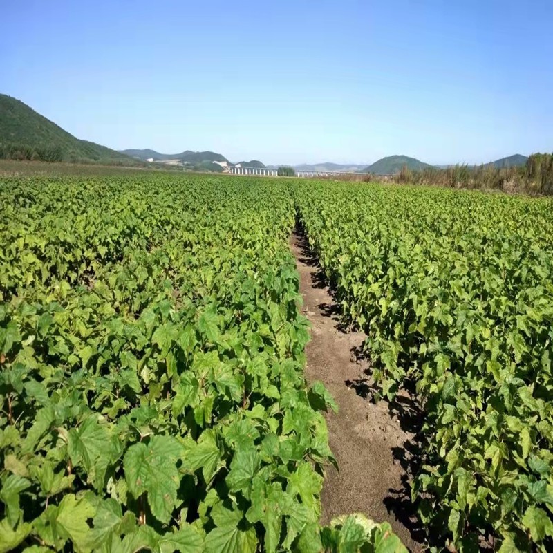 黑加仑树苗黑加仑树葡萄苗南北方种植红加仑葡萄苗地栽盆栽果树苗4年