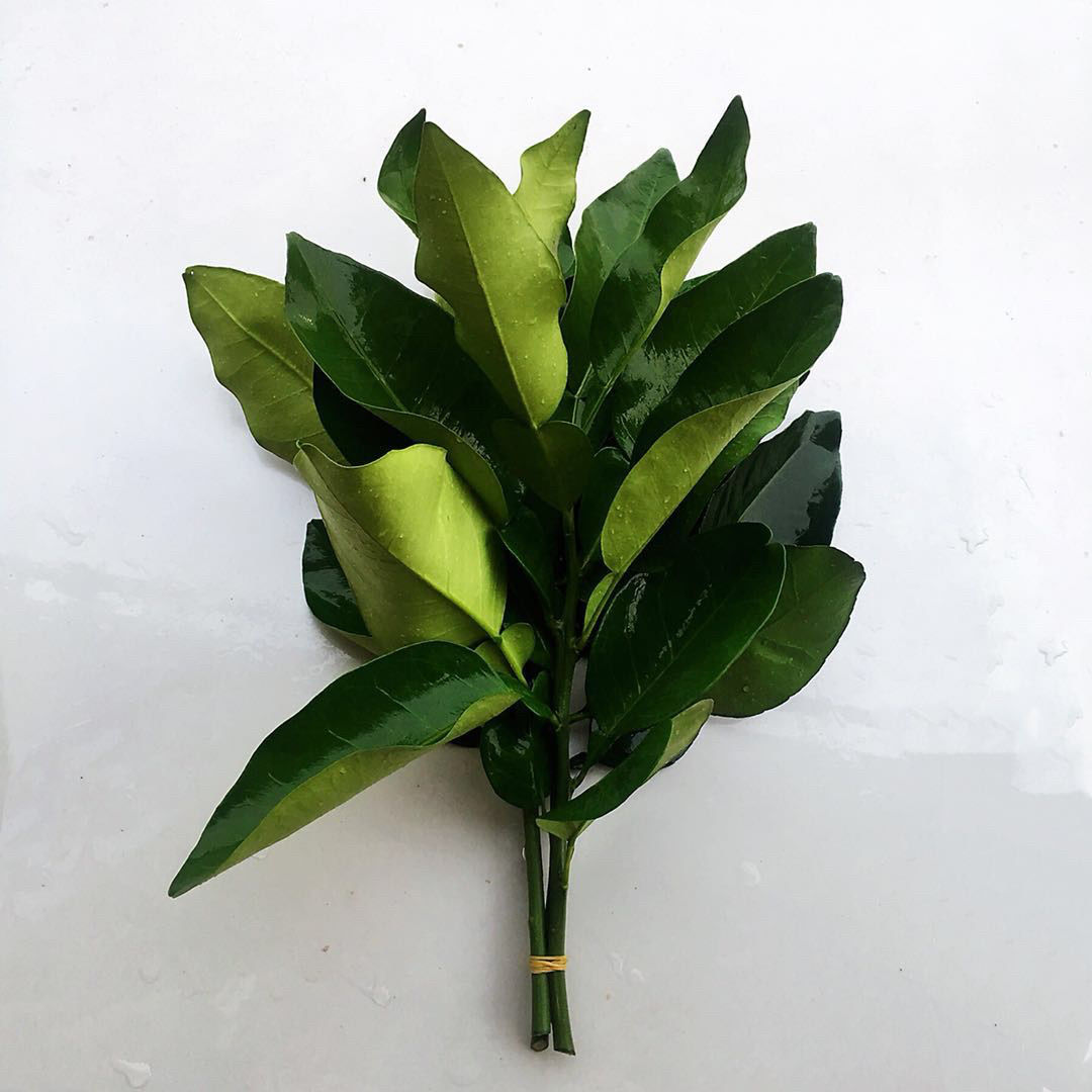 新鲜柚子叶碌柚叶祈福转运去晦气纯叶片可做清明团清