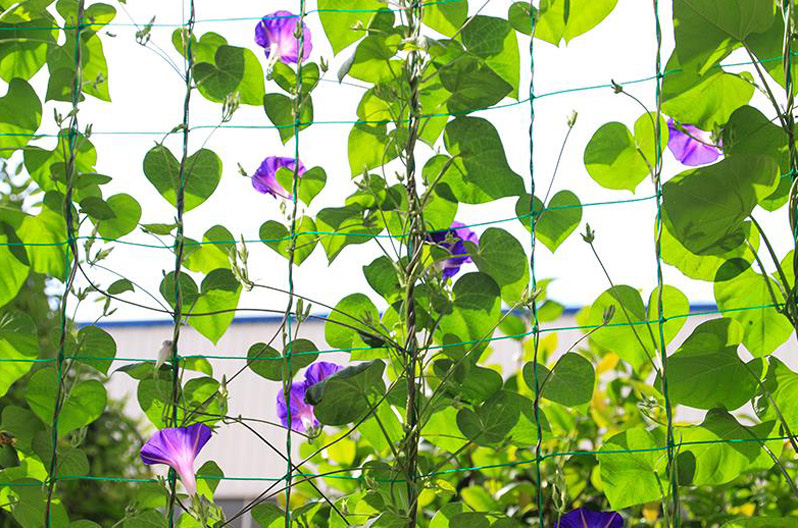 家用园艺网 黄瓜攀爬植物加强版尼龙园艺用品爬藤网 普通版1.8*2.