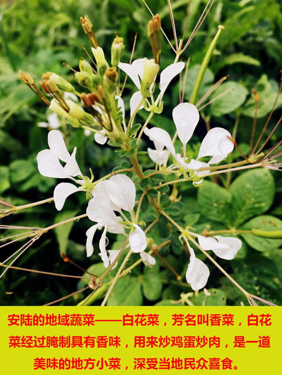 湖北白花菜图片及功效图片