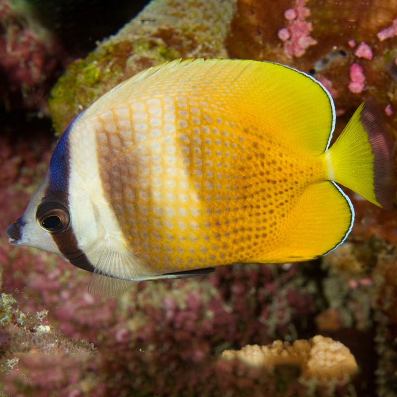 藍頭蝶麻包蝶珠鰈魚鳳梨蝶珠蝴蝶金麻包 興國海洋農場快遞包活 藍頭蝶