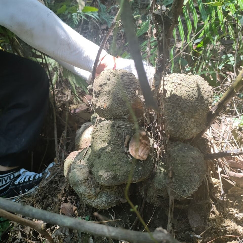 伟博新鲜薯莨血三七 染布薯 朱砂莲 红药子下单现采中药材 1kg(两斤)