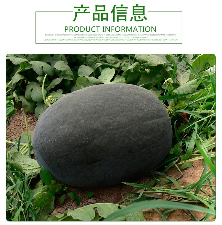 美农汇黑皮西瓜种子非洲黑霸王特大红壤西瓜水果基地栽培西瓜籽非洲黑