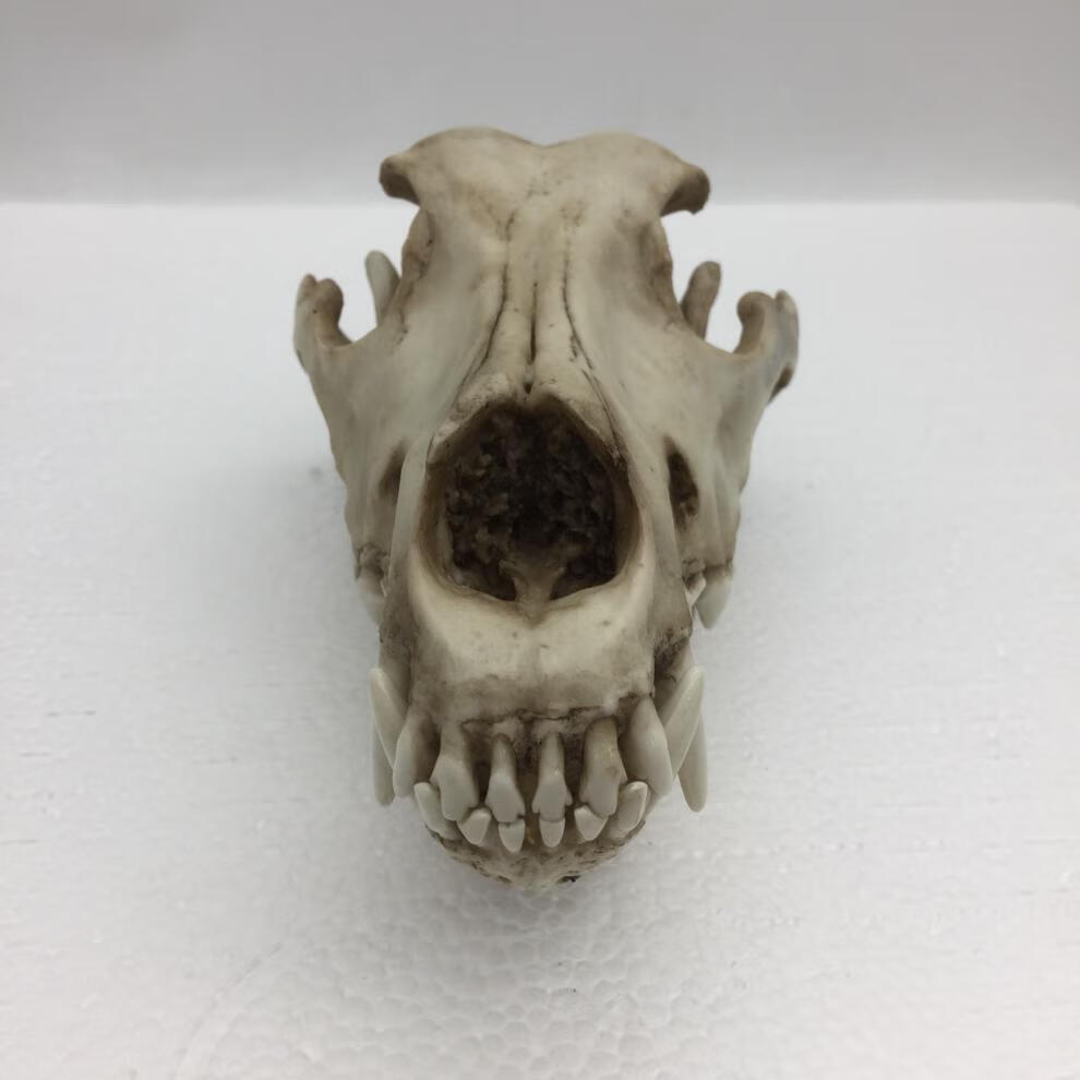 狼头骨骨头色【图片 价格 品牌 报价】-京东