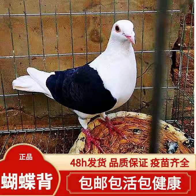 蝴蝶花鸽子蝴蝶背信鸽子活物一对观赏鸽活体黑蝴蝶花信鸽包活 黑色