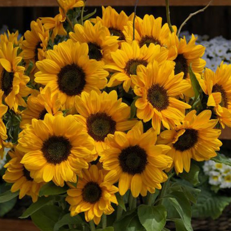 奶油向日葵庭院四季种可做花海 切花向日葵文森特 橙色黑芯1袋【5粒】