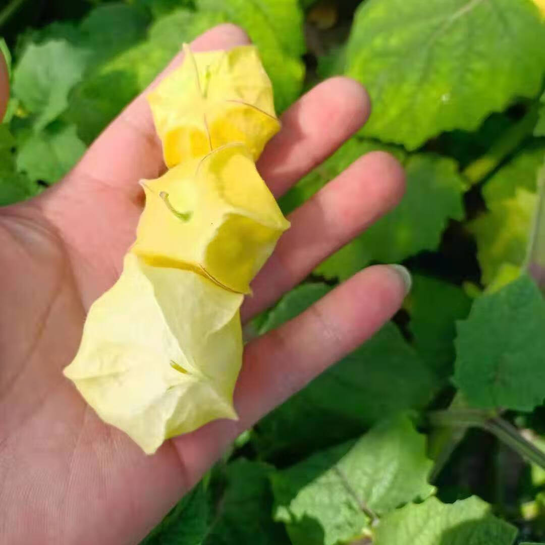 菇娘果黄姑娘果灯笼果洋菇娘3斤2斤装大中果东北特产水果新鲜半斤小果