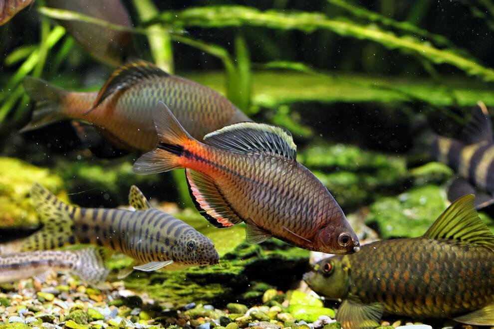 cmcm广东齐氏鱊鲤科鱼冷水原生鱼稀有彩石高体火山鳑鲏观赏鱼好养耐活