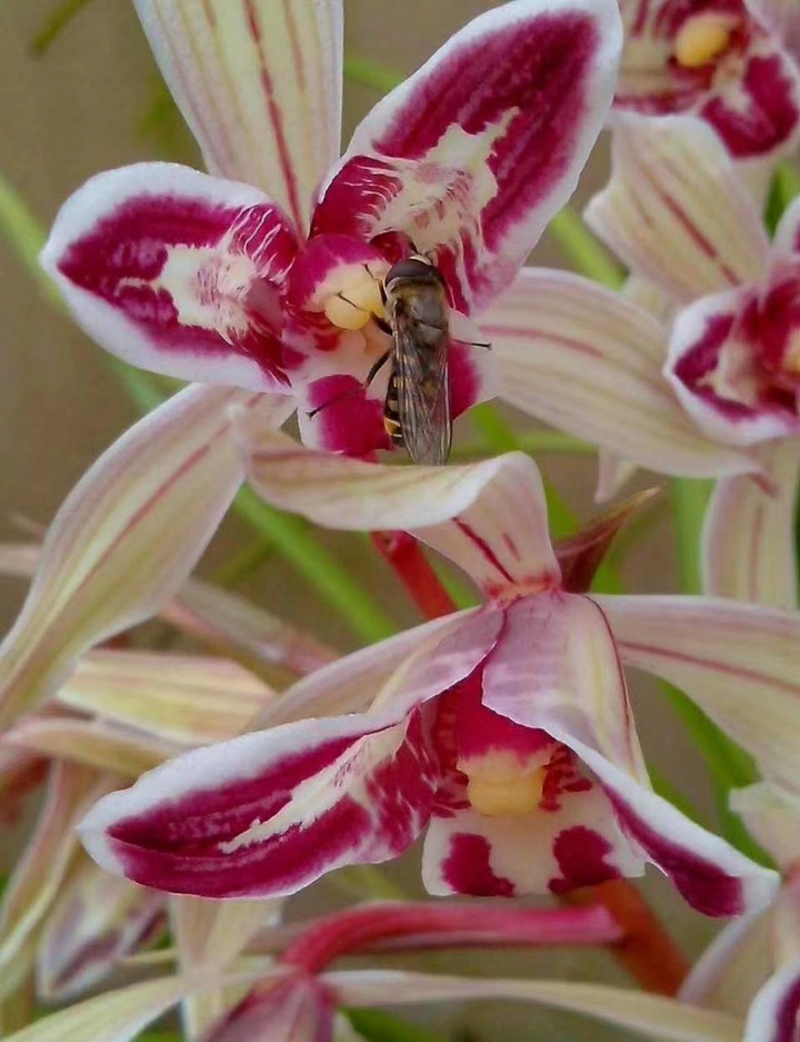 包邮云南名品兰花苗莲瓣兰玉兔浓香室内花卉盆景园艺老种3苗连体仅限