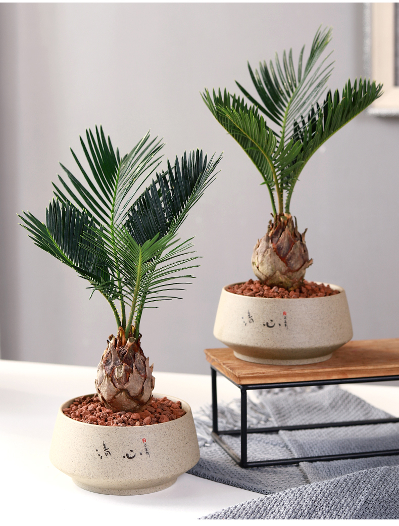 铁树盆栽植物室内花卉盆栽易活桌上办公室绿植好养活四季不怕晒的招财