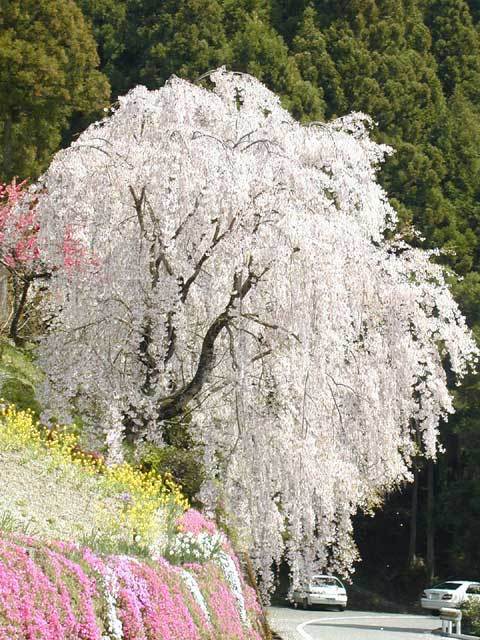 八重紅枝垂櫻樹正宗日本櫻花樹苗早櫻枝垂櫻可陽臺盆栽盆景庭院 江戶